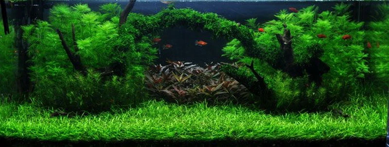 Unterwasser-Landschaft Moosbrücke Für 60 Liter Aquarium 3 Unterwasser-Landschaft Moosbrücke Für 60 Liter Aquarium