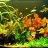 Unterwasser-Landschaft Lotuswelt Für Ein 300 Liter Aquarium -Pflanzen Serien Rabatt S2 060wf 1 1