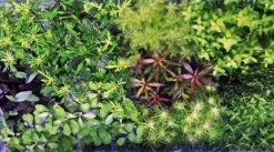 Unterwasser-Landschaft Holland-Aquarium Für Ein 160 Liter Aquarium -Pflanzen Serien Rabatt S4 200wf 1 3 1