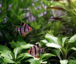 Unterwasser-Landschaft Holland-Aquarium Für Ein 60 Liter Aquarium 12 Unterwasser-Landschaft Holland-Aquarium Für Ein 60 Liter Aquarium -Pflanzen Serien Rabatt S4 200wf 1 5