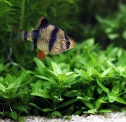 Unterwasser-Landschaft Holland-Aquarium Für Ein 60 Liter Aquarium 13 Unterwasser-Landschaft Holland-Aquarium Für Ein 60 Liter Aquarium -Pflanzen Serien Rabatt S4 200wf 1 6