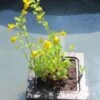 Insel Mit Mimulus Luteus / Gelbe Gauklerblume -Pflanzen Serien Rabatt S6090270 4wf 1 1