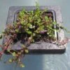 Insel Mit Rotala Indica / Kleinblättrige Rotala 1 Insel Mit Rotala Indica / Kleinblättrige Rotala -Pflanzen Serien Rabatt S6090270 6wf 1 1
