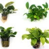 Anubias Quartett: 4x Anubias-Töpfe = Barteri + Nana + Petite + Golden, Barschfeste Wasserpflanzen -Pflanzen Serien Rabatt S6 4wf 1 2