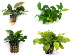 Anubias Quartett: 4x Anubias-Töpfe = Barteri + Nana + Petite + Golden, Barschfeste Wasserpflanzen