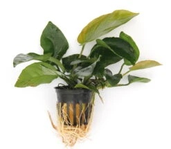Anubias Sextett: 6x Anubias-Töpfe = Barteri + Nana + Petite + Golden + Coffeefolia + Congensis, Barschfeste Wasserpflanzen -Pflanzen Serien Rabatt S6 6wf 1 4