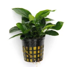 Anubias Sextett: 6x Anubias-Töpfe = Barteri + Nana + Petite + Golden + Coffeefolia + Congensis, Barschfeste Wasserpflanzen -Pflanzen Serien Rabatt S6 6wf 1 8