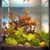 In-Vitro Ludwigia Cube 30 Liter - Pflanzenlandschaft Für Einen 30 Liter Nano Cube