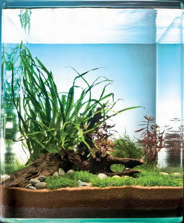 Riccardia Cube 30 Liter - Pflanzenlandschaft Für Einen 30 Liter Nano Cube 3 Riccardia Cube 30 Liter - Pflanzenlandschaft Für Einen 30 Liter Nano Cube