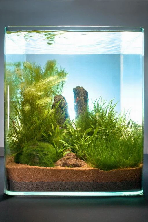 In-Vitro Moos Cube 20 Liter - Pflanzenlandschaft Für Einen 20 Liter Nano Cube 3 In-Vitro Moos Cube 20 Liter - Pflanzenlandschaft Für Einen 20 Liter Nano Cube