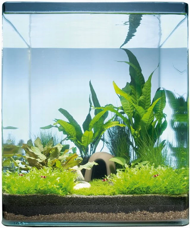 Java Paradise 20 Liter - Pflanzenlandschaft Für Einen 20 Liter Nano Cube