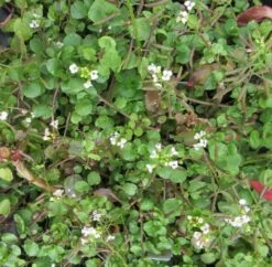 Brunnenkresse / Nasturtium Officinale Im 9x9 Cm Topf -Pflanzen Serien Rabatt ST5020wf 1 2