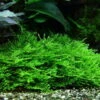 In-Vitro Stachelmoos / Taxiphyllum Spec. Spiky-Moss, Moos -Pflanzen Serien Rabatt S DZ 1 1