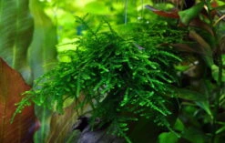 XL In-Vitro Stachelmoos / Taxiphyllum Spec. 'Spiky Moss', Moos -Pflanzen Serien Rabatt S DZ 1 2 1