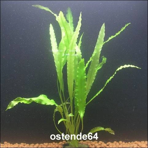 Krause Wasserähre / Aponogeton Crispus 3 Krause Wasserähre / Aponogeton Crispus