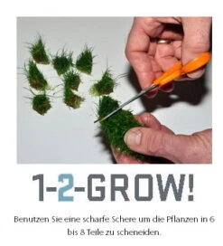 1-2-GROW! Zwergkleeblatt / Marsilea Hirsuta Von TROPICA -Pflanzen Serien Rabatt T010TC T 1 3