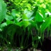 Anubias Angustifolia Afzelii / Kleine Schmalblättrige Anubias -Pflanzen Serien Rabatt T013BL 1 1