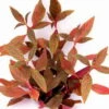 NEU! Kleines Rosanerviges Papageienblatt / Alternanthera 'Rosanervig' - A. Reineckii ´Red Ruby´ -Pflanzen Serien Rabatt T023D T 1 1