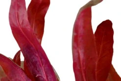 Rosablättriges Papageienblatt / Alternanthera Reineckii PINK Im Topf -Pflanzen Serien Rabatt T023 T 1 2