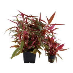 MUTTERPFLANZE TROPICA Alternanthera Reineckii PINK - Rosablättriges Papageienblatt -Pflanzen Serien Rabatt T023 XL T 1 4