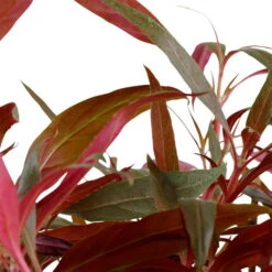 MUTTERPFLANZE TROPICA Alternanthera Reineckii PINK - Rosablättriges Papageienblatt -Pflanzen Serien Rabatt T023 XL T 1 5