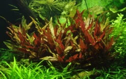 MUTTERPFLANZE TROPICA Alternanthera Reineckii PINK - Rosablättriges Papageienblatt -Pflanzen Serien Rabatt T023 XL T 1 6