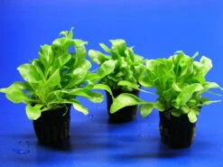 Salzbunge - Unterwasserfeldsalat / Samolus Valerandi -Pflanzen Serien Rabatt T026T 1 2