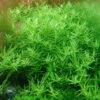 Große Grüne Rotala / Rotala Species 'Green' -Pflanzen Serien Rabatt T033A T 1
