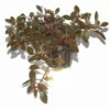 Rubinrote Ludwigie / Ludwigia Repens RUBIN Im Topf -Pflanzen Serien Rabatt T033D T 1 1