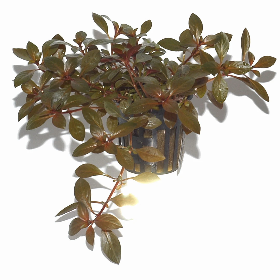 Rubinrote Ludwigie / Ludwigia Repens RUBIN Im Topf 3 Rubinrote Ludwigie / Ludwigia Repens RUBIN Im Topf