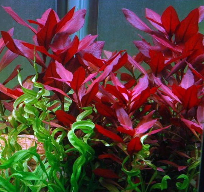 Rubinrote Ludwigie / Ludwigia Repens RUBIN Im Topf 4 Rubinrote Ludwigie / Ludwigia Repens RUBIN Im Topf – Bild 2