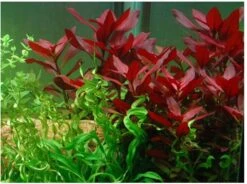 Rubinrote Ludwigie / Ludwigia Repens RUBIN Im Topf 7 Rubinrote Ludwigie / Ludwigia Repens RUBIN Im Topf -Pflanzen Serien Rabatt T033D T 1 3