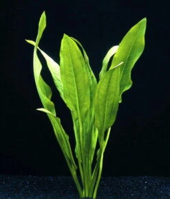 Schwarze Amazonas-Schwertpflanze / Echinodorus Parviflorus - Peruensis 5 Schwarze Amazonas-Schwertpflanze / Echinodorus Parviflorus - Peruensis -Pflanzen Serien Rabatt T033PP 1 2