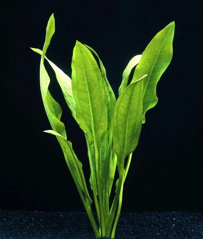 Schwarze Amazonas-Schwertpflanze / Echinodorus Parviflorus - Peruensis 4 Schwarze Amazonas-Schwertpflanze / Echinodorus Parviflorus - Peruensis – Bild 2