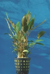 Pflanzen Serien Rabatt -Pflanzen Serien Rabatt T037BL 1 6