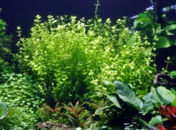 Rundblättriges Büchsenkraut WEISS-GRÜN Im Topf / Lindernia Rotundifolia 'Variegated' -Pflanzen Serien Rabatt T045T 1 3