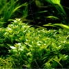 1-2-GROW! Kriechende Staurogyne / Staurogyne Spec. Repens Von TROPICA 1 1-2-GROW! Kriechende Staurogyne / Staurogyne Spec. Repens Von TROPICA -Pflanzen Serien Rabatt T049GTC T 1 1