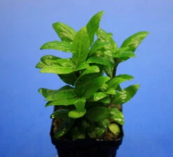 Kriechende Staurogyne / Staurogyne Spec. Rio Cristalino *NEUHEIT* -Pflanzen Serien Rabatt T049G T 1 2