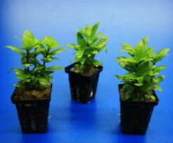 Kriechende Staurogyne / Staurogyne Spec. Rio Cristalino *NEUHEIT* -Pflanzen Serien Rabatt T049G T 1 3