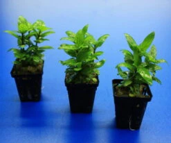 Kriechende Staurogyne / Staurogyne Spec. Rio Cristalino *NEUHEIT* -Pflanzen Serien Rabatt T049G T 1 4