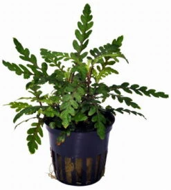 Fiederspaltiger Wasserfreund / Hygrophila Pinnatifida 5 Fiederspaltiger Wasserfreund / Hygrophila Pinnatifida -Pflanzen Serien Rabatt T051A T 1 2