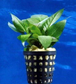 Mini Kirschblatt / Hygrophila Corymbosa Compact - Kompakt 5 Mini Kirschblatt / Hygrophila Corymbosa Compact - Kompakt -Pflanzen Serien Rabatt T052D T 1 2