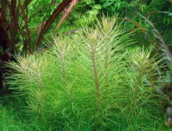 Indische Sternpflanze / Pogostemon Erectus - NEUHEIT *Rarität* -Pflanzen Serien Rabatt T053F T 1 4