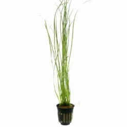 Schmalblättrige Vallisnerie / Vallisneria Nana Im Topf -Pflanzen Serien Rabatt T056C T 1 2