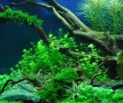 Zierliches Perlenkraut / Micranthemum - Hemianthus Micranthemoides Im Topf -Pflanzen Serien Rabatt T063PP 1 2