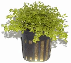 Zierliches Perlenkraut / Micranthemum - Hemianthus Micranthemoides Im Topf -Pflanzen Serien Rabatt T063PP 1 4