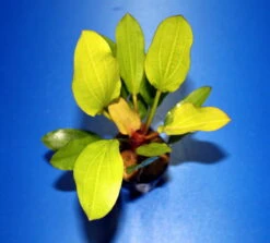 Pflanzen Serien Rabatt -Pflanzen Serien Rabatt T069BL 1 3