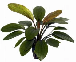 Rosa Schwertpflanze / Echinodorus 'Rose' -Pflanzen Serien Rabatt T072B T 1 2