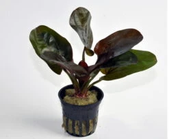 Kleine Rote Schwertpflanze / Echinodorus Reni -Pflanzen Serien Rabatt T072D T 1 4