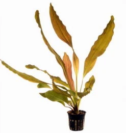 Rubinrote Schwertpflanze / Echinodorus 'Rubin' -Pflanzen Serien Rabatt T074B T 1 2